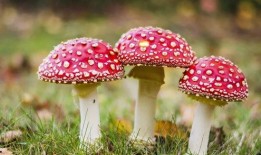 吃瓜爆料黑料蘑菇视频下载安装,蘑菇视频下载安装全攻略